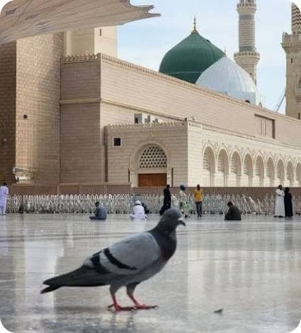 Madinah 5